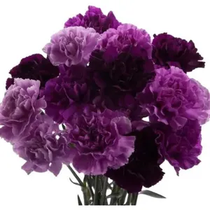 <span class=keywords><strong>Semillas</strong></span> de Clavel Morado al por Mayor, Mezcla de Colores Morado Oscuro y Claro, Otras Flores Decorativas, Plantas para Decoración del Hogar - Product Image 6