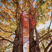 NetsTribe Système d'escalade en corde personnalisé pour aire de jeux en forêt, auvent forestier, solution pour parc d'activités naturelles en plein air pour enfants et complexe hôtelier