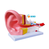 Oído Humano 3D de PVC Ampliado para Enseñanza Médica, Oído de Plástico Ampliado para Educación Médica Escolar, CE/ISO