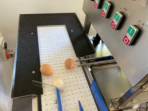 Línea de procesamiento de huevos pequeños 300A Uso universal Operación fácil 3000 Huevos Hora Instalación flexible Acero inoxidable - Product Image 2