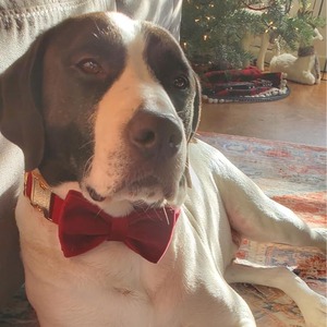 Adjustable Velcro <b>Dog</b> Bow Tie Fashion <b>Large</b> Pet Bowtie Big <b>Dog</b> Accessory for Holiday Party Daily Decoration - Product Image 2
