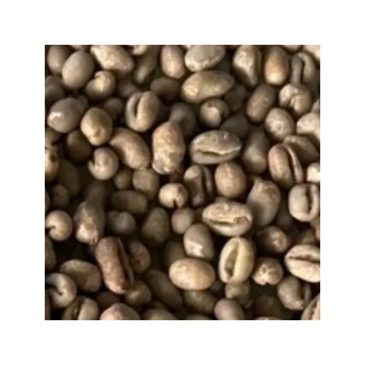 アラビカカティモール農業高品質リーズナブルな価格ベトナムグリーンコーヒー豆新しい作物2023-2024