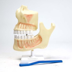 Modèles anatomiques de l'arcade dentaire et des molaires Qinghua : Instruments pédagogiques de biologie pour les collèges et lycées et modèles médicaux - Product Image 3
