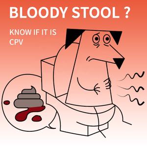 Hàng Châu itgen ổn định kiểm tra <span class=keywords><strong>Strips</strong></span> Dog thú y canine parvovirus Kit kiểm tra - Product Image 6