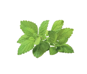 สารสกัดจากเมลิสสา officinalis สารสกัดจากผงเลมอนบาล์มสมุนไพรสำหรับอาหารเสริมบำรุงผิว - Product Image 2