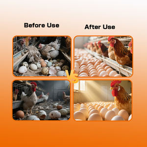 Suplemento Herbal + Probiótico para Gallinas Ponedoras - Aumenta la Producción de Huevos, Prolonga el Pico de Producción y Mejora la Calidad de la Cáscara del Huevo - Product Image 5