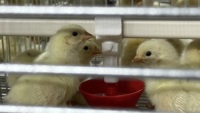 Nouvelle Cage d'élevage automatique à 3 niveaux en acier galvanisé pour 25000 poussins, équipement avicole complet de haute performance