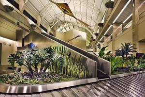 Chúng tôi đã làm một dịch vụ Thương mại sân bay Nội thất cảnh quan trang trí với cây cọ lớn được bảo quản tre lau sậy cây nhiệt đới cypres - Product Image 6