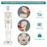 Modelo de Esqueleto Humano de PVC de 45 cm con Músculos y Columna Vertebral, Certificado CE/ISO, para Uso en Escuelas de Medicina