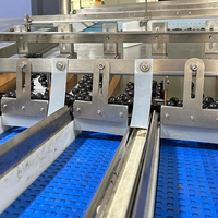 Machine de pesage, de remplissage et d'emballage entièrement automatique pour baies de myrtille avec distributeur de boîtes