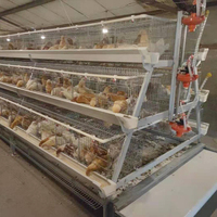 Meilleure Vente : Cage à Batterie de Type A pour 160 Poules Pondeuses – Cages à Poules Pondeuses les Moins Chères en Afrique