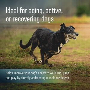 Complément alimentaire pour chiens de compagnie, marque privée OEM/ODM, soin musculaire, friandises molles, améliore la croissance musculaire, renforce les os pour les grands chiens - Product Image 5