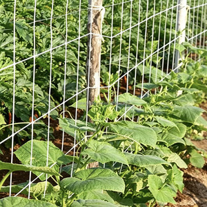 Value Pack Pro Grower Extra Robustes, Sonnenbeständiges, Feines <span class=keywords><strong>IMesh</strong></span> Sicherheits-Pflanznetz für Glyzinien – Längere Lebensdauer, Vietnam - Product Image 1