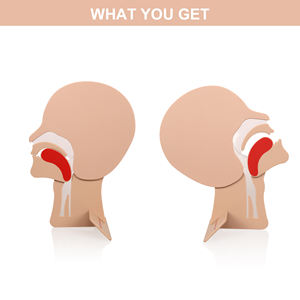 मुख्य खंड मॉडल पहली सहायता cpr प्रशिक्षण के लिए cpr प्रशिक्षण cpr manquin मैनिकिन मैनीकी प्रशिक्षण मैनिकिन मैनीकी प्रशिक्षण मैनिकिन मकीकी प्रशिक्षण मैनिकिन मकीइन - Product Image 4