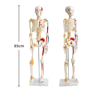 Modello di anatomia della scienza medica modello di scheletro umano 85cm FRT011 mezzo muscolo e mezzo legamento - Product Image 2