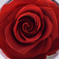 Bouquet de roses éternelles OEM pour la Saint-Valentin et Noël, fleurs préservées avec tiges, cadeaux d'entreprise, rose éternelle