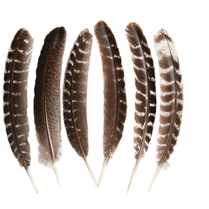 Offre Spéciale en gros <span class=keywords><strong>pas</strong></span> <span class=keywords><strong>cher</strong></span> sauvage barré queues de dinde aile plume plume pour l'artisanat de montage de mouches et <span class=keywords><strong>d</strong></span>écorations de coiffure indienne - Product Image 1