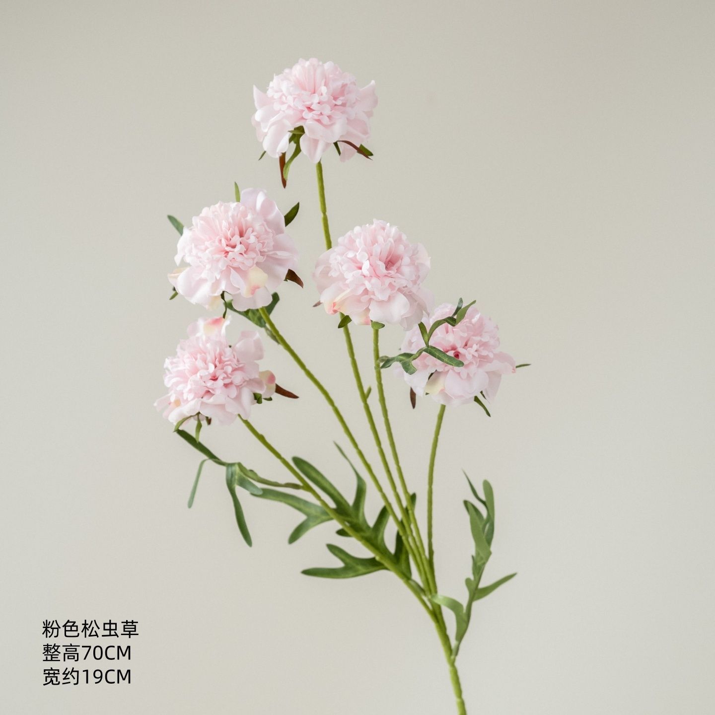 Cordyceps rose à 5 têtes