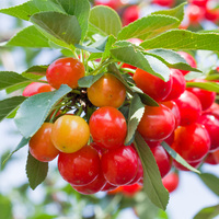 Poudre de cerise lyophilisée de haute qualité, poudre de cerise, poudre de fruits pure