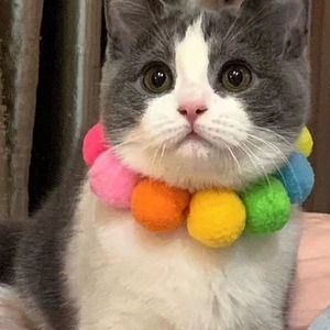 Cute Pet Collar <b>Rainbow</b> Pom Poms Small Medium Dogs Cats All Seasons Accessory Gift - Product Image 2