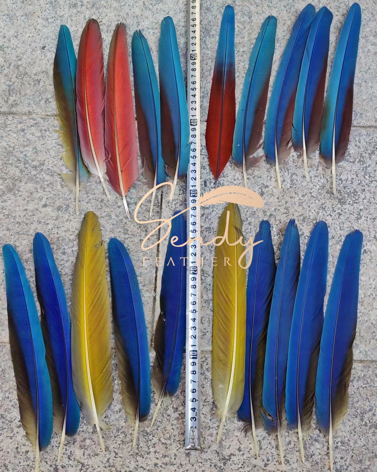 parrot feathers
