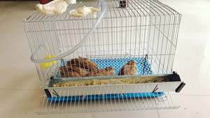 Jaula <span class=keywords><strong>de</strong></span> Cría <span class=keywords><strong>de</strong></span> Gallinas Pequeña con Ruedas para Codornices, Aves, Palomas y Loros, Modelo G11259-S1212 - Product Image 3