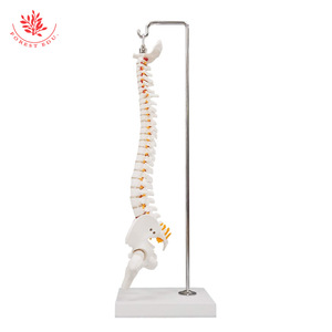 Modèle de colonne vertébrale humaine de taille moyenne, configuration osseuse médicale, bassin flexible, affichage des nerfs vertébraux, modèle de colonne vertébrale réduit à l'échelle 2:1 - Product Image 3