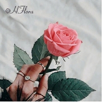 Rose éternelle à tige unique, toucher réel, prix d'usine, longue durée, pour la Saint-Valentin et le Nouvel An chinois