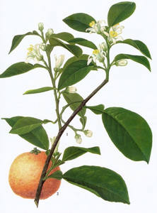 Extrait <span class=keywords><strong>de</strong></span> <span class=keywords><strong>fleur</strong></span> <span class=keywords><strong>d</strong></span>'<span class=keywords><strong>oranger</strong></span> 100% naturel Citrus Aurantium Parfum industriel pour les boissons des enfants et des adultes - Product Image 2