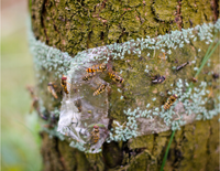 EONBON Arbre Bouclier Lanterne Mouche Fourmi Insecte Barrière Ruban Adhésif Extérieur, Piège À Insectes Rampants, Pièges À Colle Pour Protéger Les Arbres Ruban