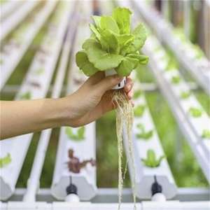 Sistemas automáticos de cultivo de invernadero hidropónico con bomba de canal NFT como componente central - Product Image 2