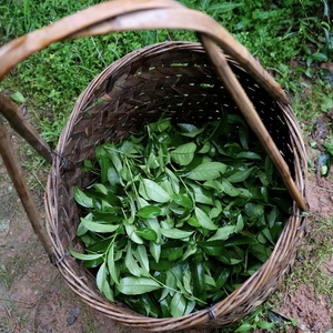 Thé Oolong Da Hong Pao Floral de Première Qualité <span class=keywords><strong>du</strong></span> <span class=keywords><strong>Nord</strong></span> <span class=keywords><strong>du</strong></span> Fujian en Vrac, Notes d'Orchidée, de <span class=keywords><strong>Miel</strong></span> et Minérales, Antioxydant, Thé Minceur - Product Image 3