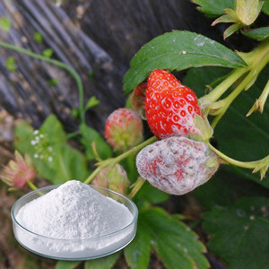 Fungicida Agricolo Cyprodinil 37.5% + Fludioxonil 25% WDG per il Controllo della Botricosi - Product Image 4