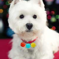 Clochettes décoratives de 22 mm, clochettes pour collier de chien, clochettes en métal, accessoires pour porte-clés DIY, artisanat, décorations de fête, Noël, cadeaux