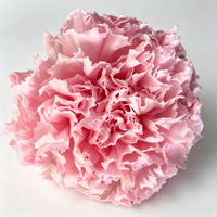 Fleur d'œillet stabilisée éternelle en gros, pour la Fête des Mères, grande tête de 4-5 cm, longue durée (3-5 ans), directement de l'usine