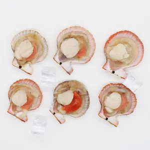 Delicious Seafood Frozen Sea Scallop With Half Shell