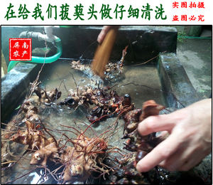 Radice di Chopcini (Chop Chini) Cinese in Vendita - Product Image 2