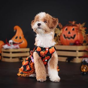 Costume de fête d'Halloween pour <span class=keywords><strong>chien</strong></span>, jupe double en dentelle de <span class=keywords><strong>citrouille</strong></span> princesse personnalisée pour animaux de compagnie - Product Image 3