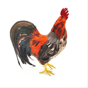 Productos Populares, Aves de Plumas Artificiales, Gallina de Tamaño Real, Adornos Coloridos para Jardín y Granja, Gallo para Decoración - Product Image 5