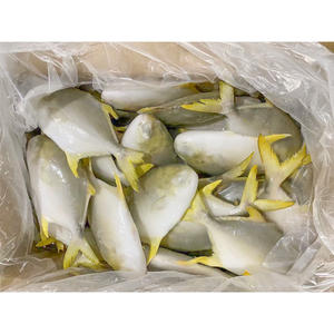 Pescado Pompano Dorado Congelado, Pomfret 400-600g, Pescado de Cultivo Chino, Pomfret Dorado a Granel - Product Image 2