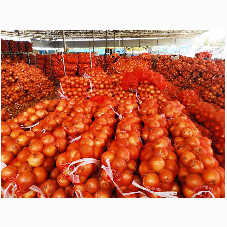 fresh yellow onion 6-8cm 2023 newest crop export quality fresh yellow onion bawang kating Round within 7 Days yellow/Red onion