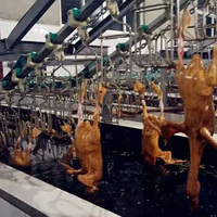 KBT Qualité garantie Chaud en Afrique plumeur de plumes de poulet poulet canard oie équipement d'abattoir