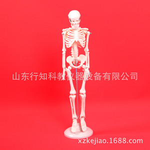 Modèle squelettique pour enfants de 42 cm à des fins pédagogiques - Fabricant d'instruments et de modèles pédagogiques - Product Image 3