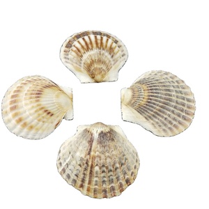 Venta directa de fábrica Conchas de mar de vieira negras crudas Con agujeros o sin agujeros - Product Image 3