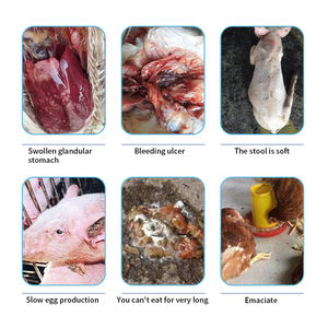 Produits de santé animale axés sur les probiotiques Fonction protectrice du foie et des reins Bovins Bovins Vache Mouton Chèvre et Cheval Additifs alimentaires - Product Image 4