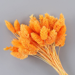 Hierba de canario seca teñida, Phalaris, venta al por mayor, hierba seca de larga duración <span class=keywords><strong>para</strong></span> decoración del hogar, bodas y proyectos de bricolaje - Product Image 3