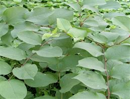 Nhà máy bán trực tiếp số lượng lớn khổng lồ hà thủ ô chiết xuất bột Resveratrol polygonum cuspidatum chiết xuất - Product Image 5