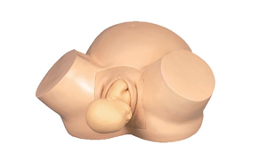 Modelo de Entrenamiento de Útero Simulado para Ciencias Médicas, Modelo Avanzado de Útero Embarazado, Modelo de Entrenamiento de Enfermería para Embarazadas - Product Image 3