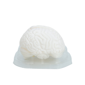 Modèle d'anatomie du cerveau : naturel, grand format, hémisphères du tronc cérébral humain détachables en 3 parties - Modèle pédagogique et de démonstration - Product Image 2