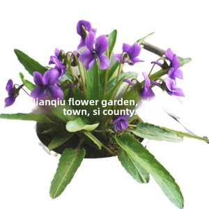 Semi di Viola Viola Selvatica, Olio Essenziale, Resistenti al Freddo, Copertura Vegetale Perenne, Semi di <span class=keywords><strong>Fiori</strong></span> <span class=keywords><strong>per</strong></span> Cortile e <span class=keywords><strong>Balcone</strong></span> - Product Image 5